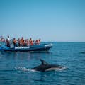 Schippers doen hun best om dolfijnen te spotten