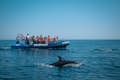 Schippers doen hun best om dolfijnen te spotten