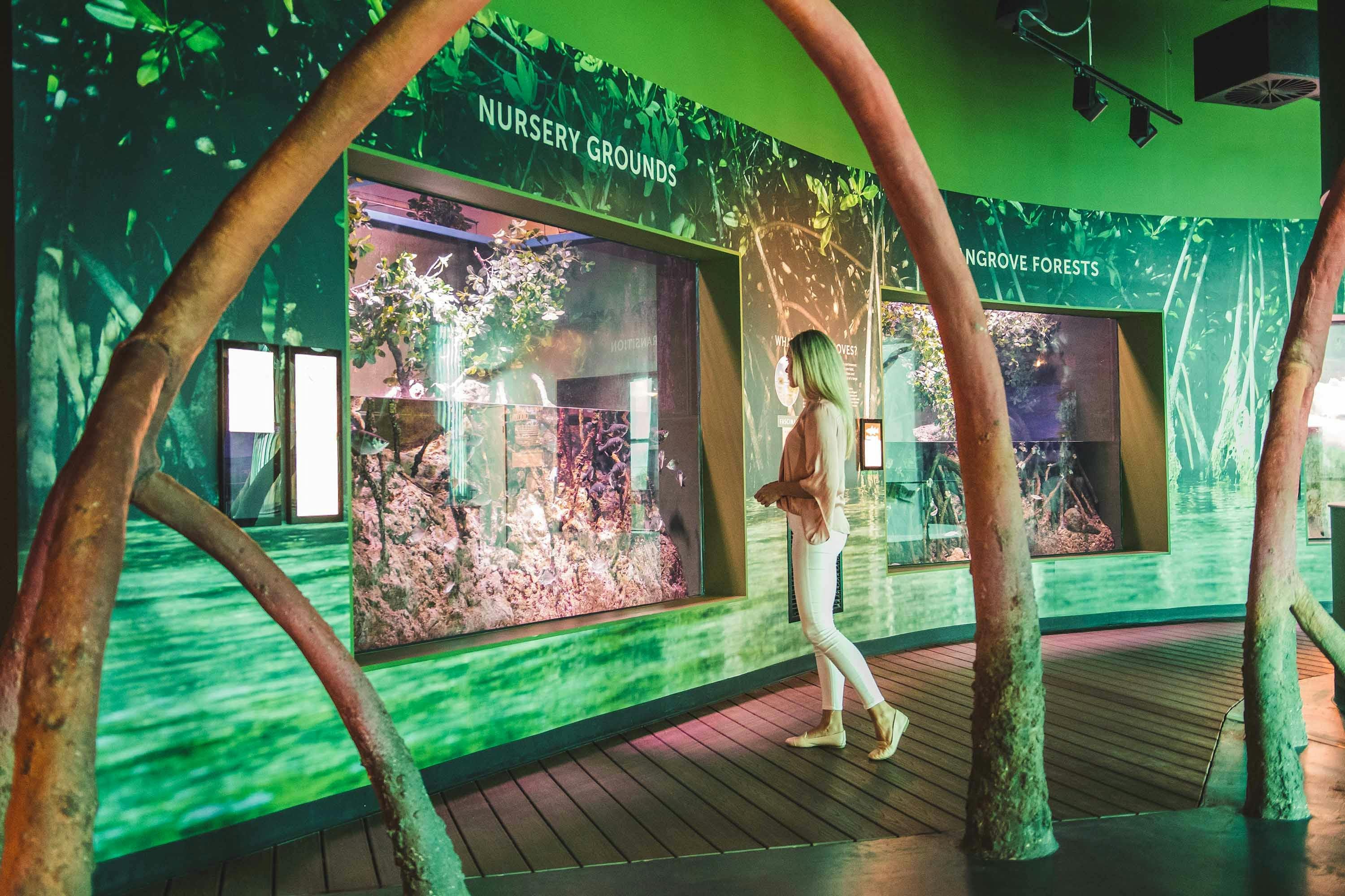 Před expozicí mangrovového lesa v muzeu stojí člověk, obklopený vzdělávacími expozicemi a zeleným osvětlením.
