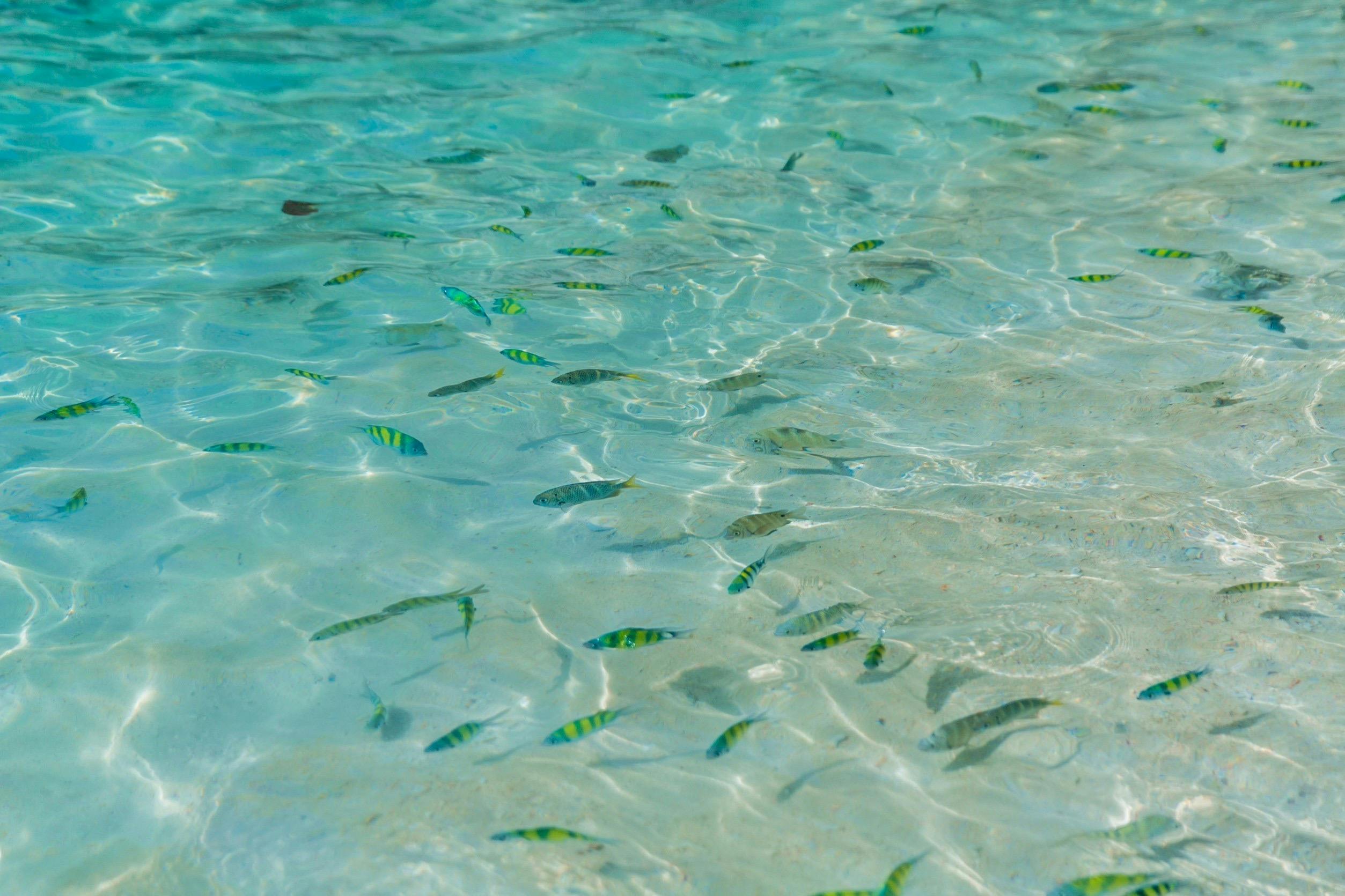 浅水清澈，有许多小条纹鱼在沙滩附近游动。