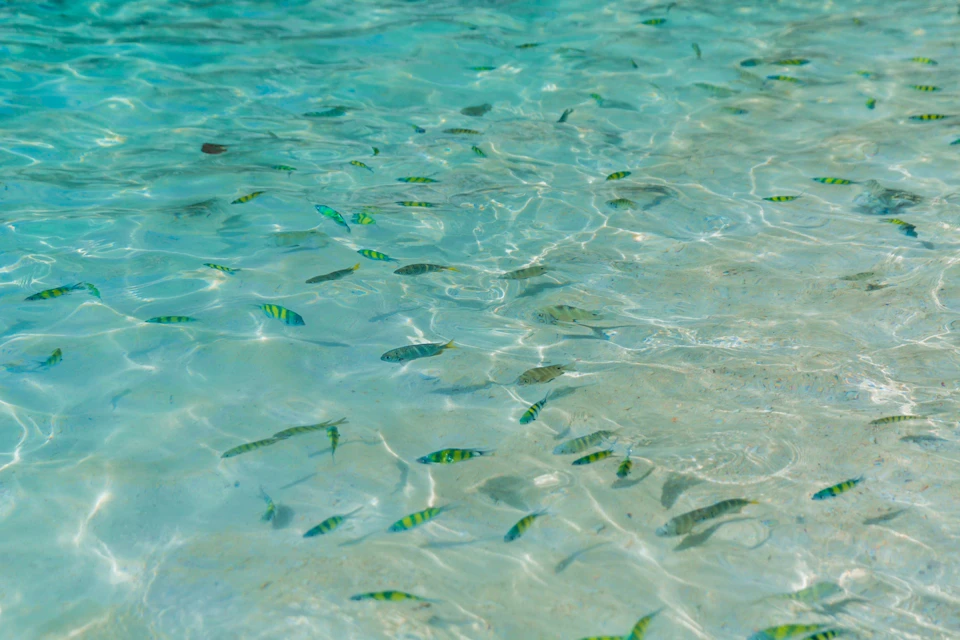 Shallow clear water with numerous small, striped fish swimming near the sand.
