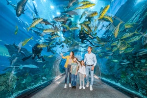 Aquarium De Dubai Saluez Le Roi Des Crocodiles
