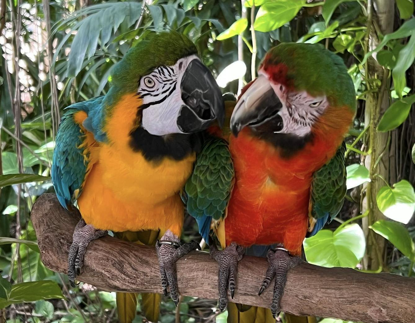 Dva barevné papoušky posazené na větvi, obklopené zelenými listy v bujném tropickém prostředí.
