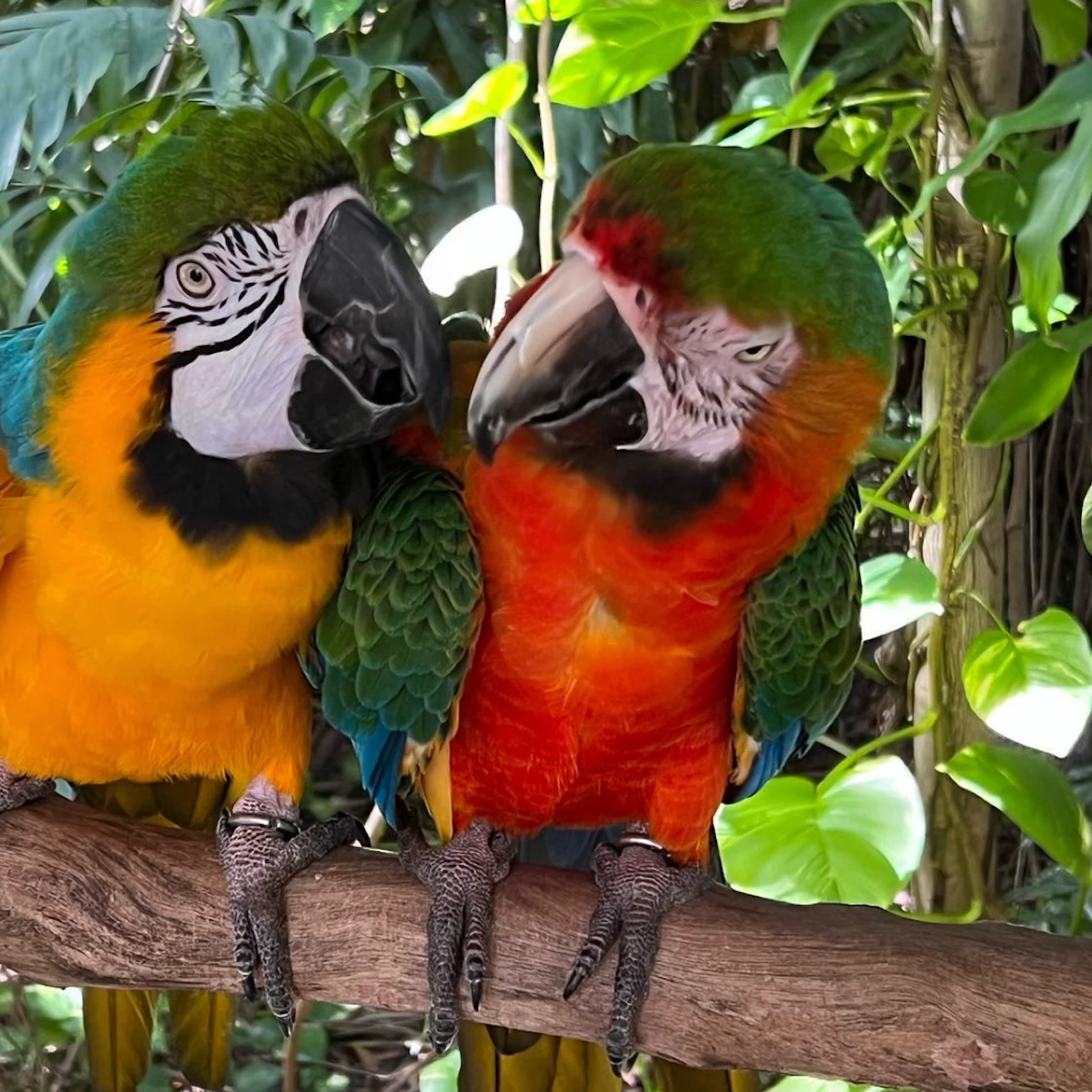 Jungle Island: Entry Ticket in Miami β Tiqets