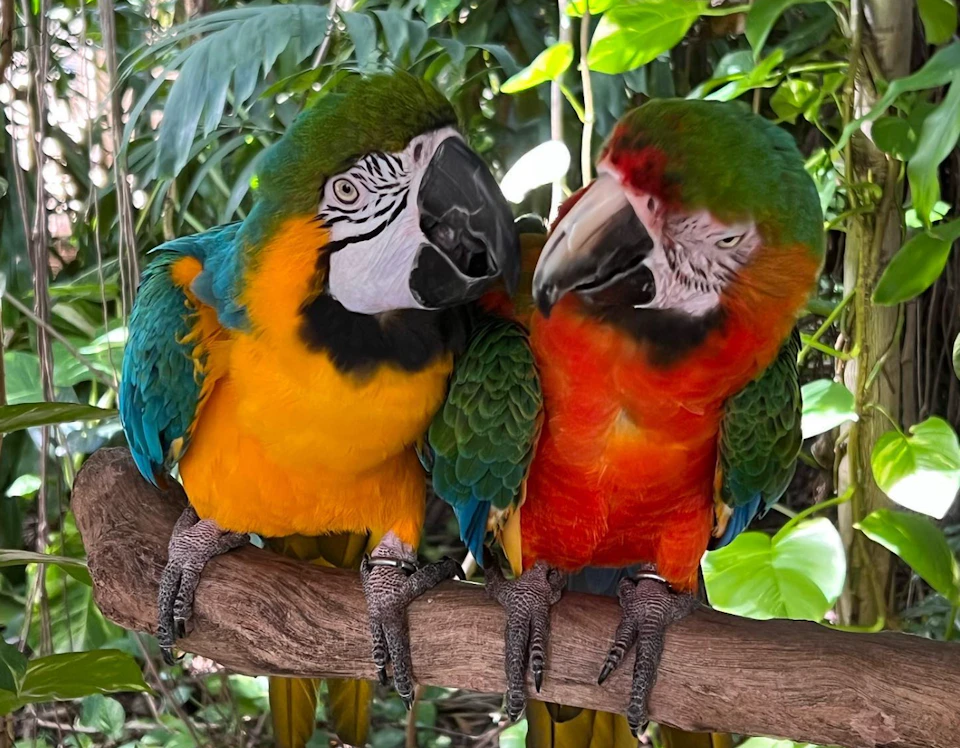 Two colorful parrots perched on a branch in a lush, green foliage setting.
