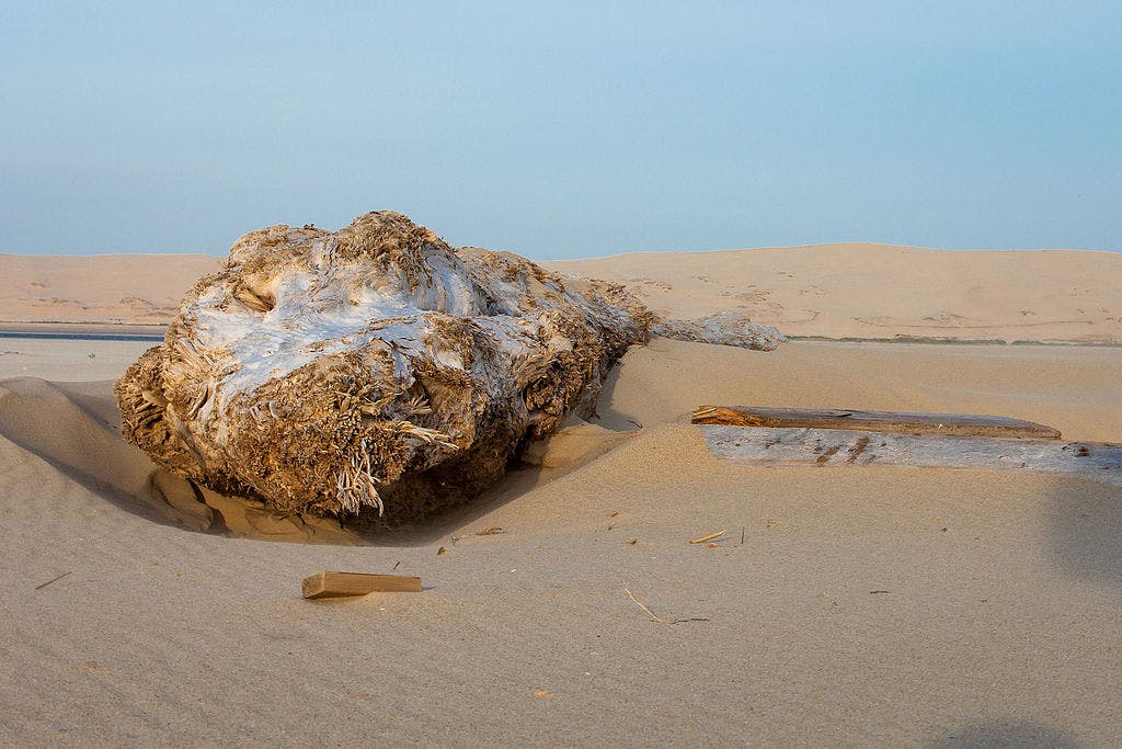 Большое выветренное бревно, частично погребенное в песчаных дюнах под ясным небом, вокруг которого разбросаны мелкие куски дерева.