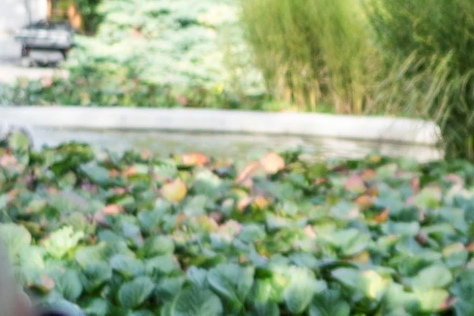 A person wearing a hat and outdoors attire speaks to a small group in a park surrounded by green plants and trees.