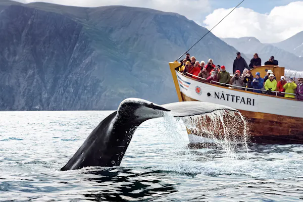 Husavík : Excursion Observation des Baleines + Snack