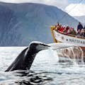 Oglądanie wielorybów na Náttfari