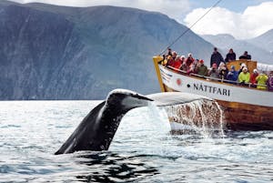 Observation des baleines à Húsavík