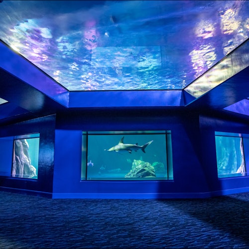 Georgia Aquarium: Fast Track