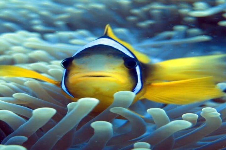 nemo-marsaalam