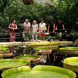 Människor som observerar stora näckrosor i ett växthus fyllt med frodig grönska och lila blommor.