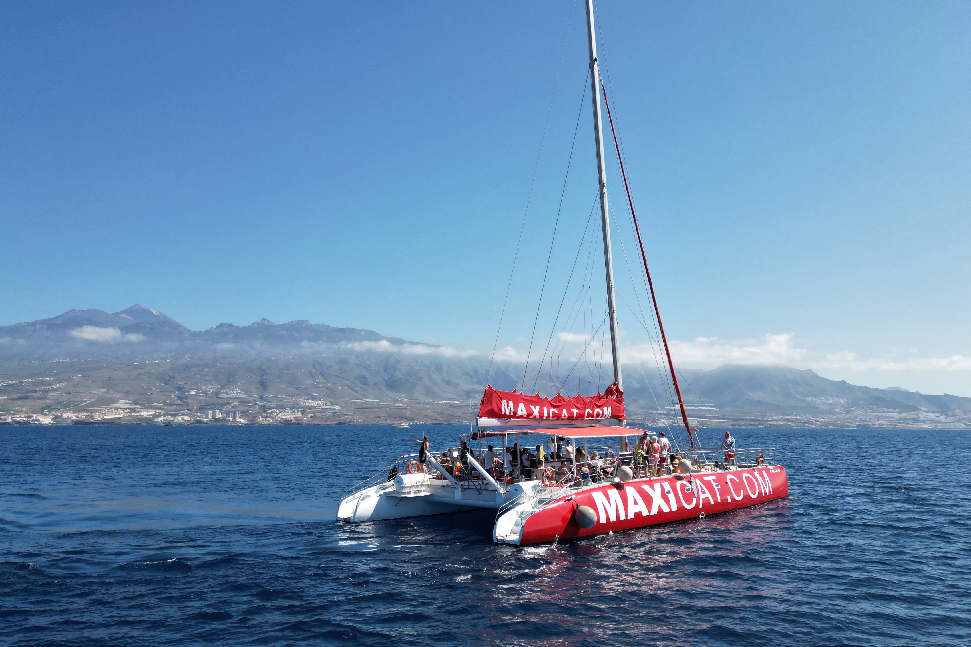 Tenerife: Dolphin & Whale Watching Catamaran Tour + Lunch + Transfers