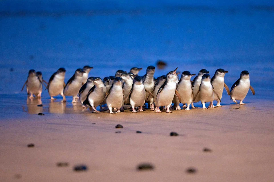 Little Penguins of Phillip Island