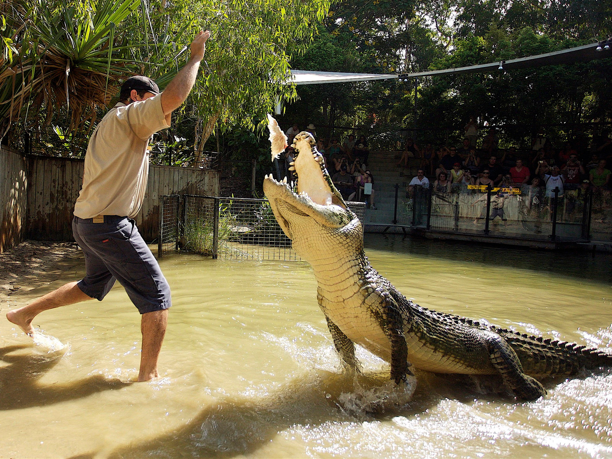 Hartley's Crocodile Adventures: Roundtrip from Cairns