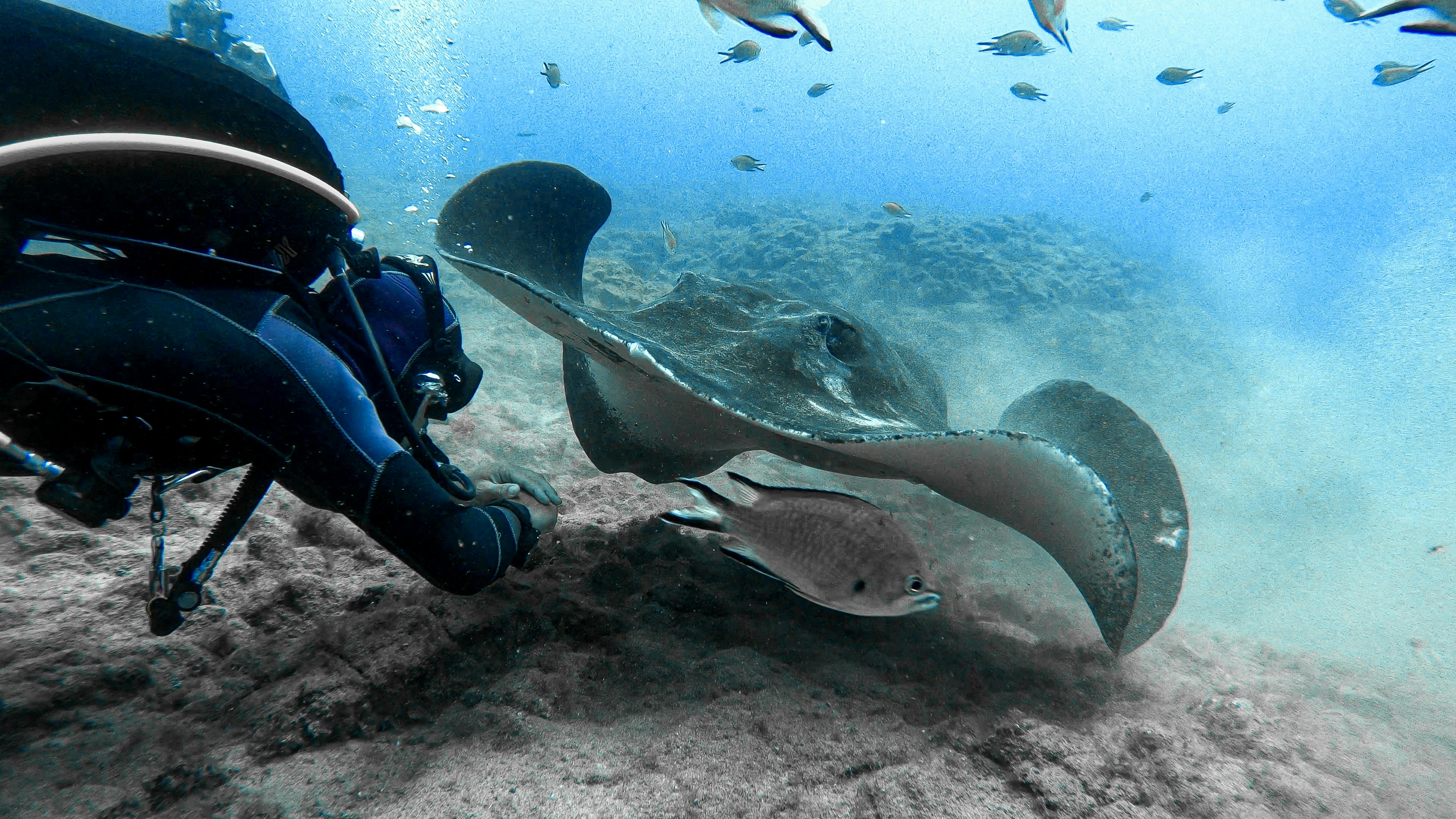 Ένας δύτης παρατηρεί ένα μεγάλο σαλάχι να κολυμπάει κοντά στο βυθό της θάλασσας, περιτριγυρισμένο από μικρά ψάρια.