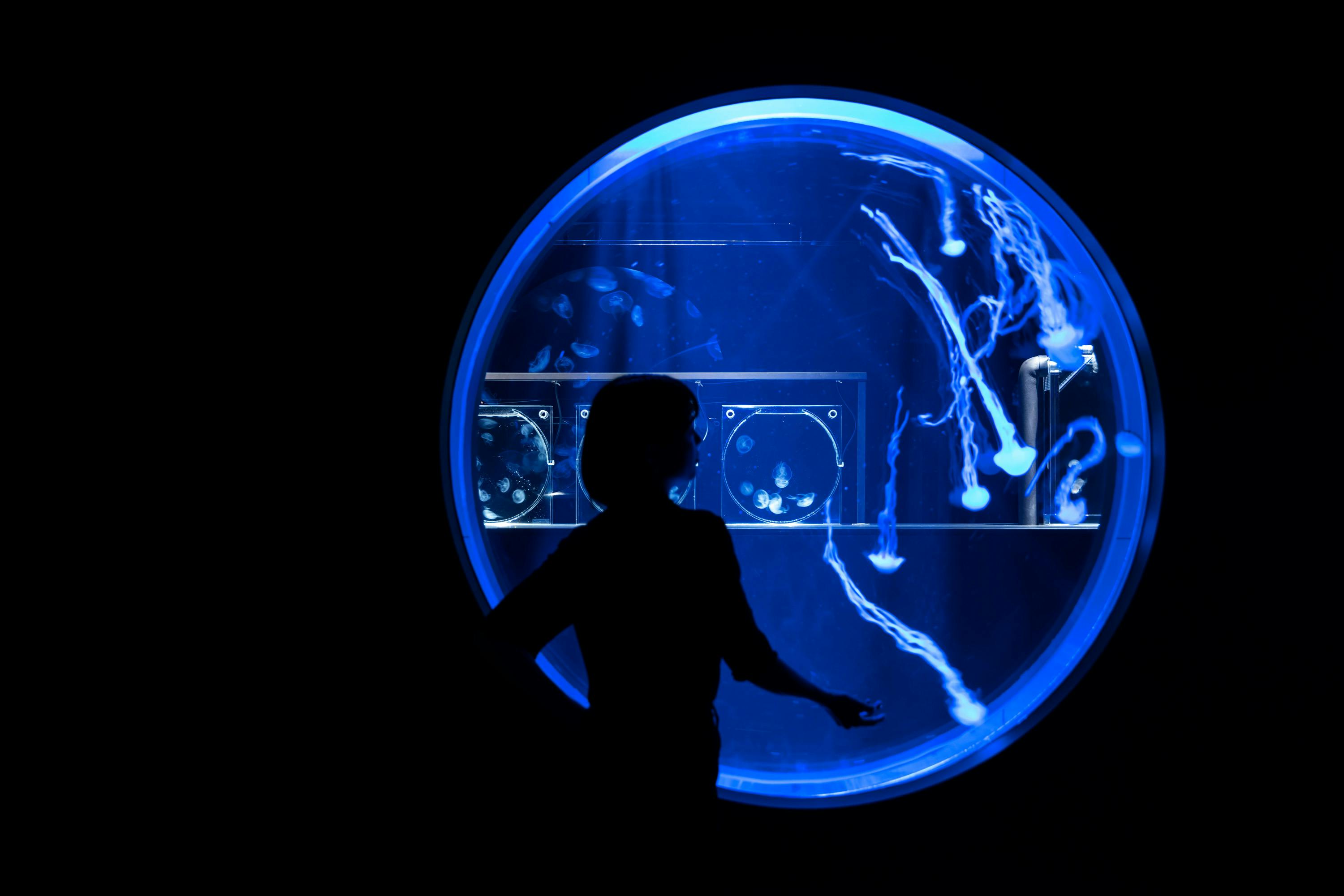 A person silhouetted against a large circular aquarium displaying jellyfish illuminated in blue light.