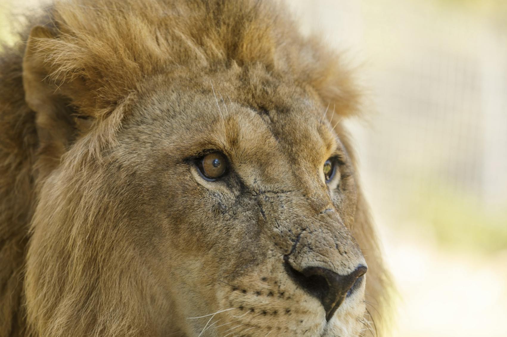 Nærbillede af en løves ansigt, med fokus på dens øje, manke og en del af dens næse, med en sløret baggrund.