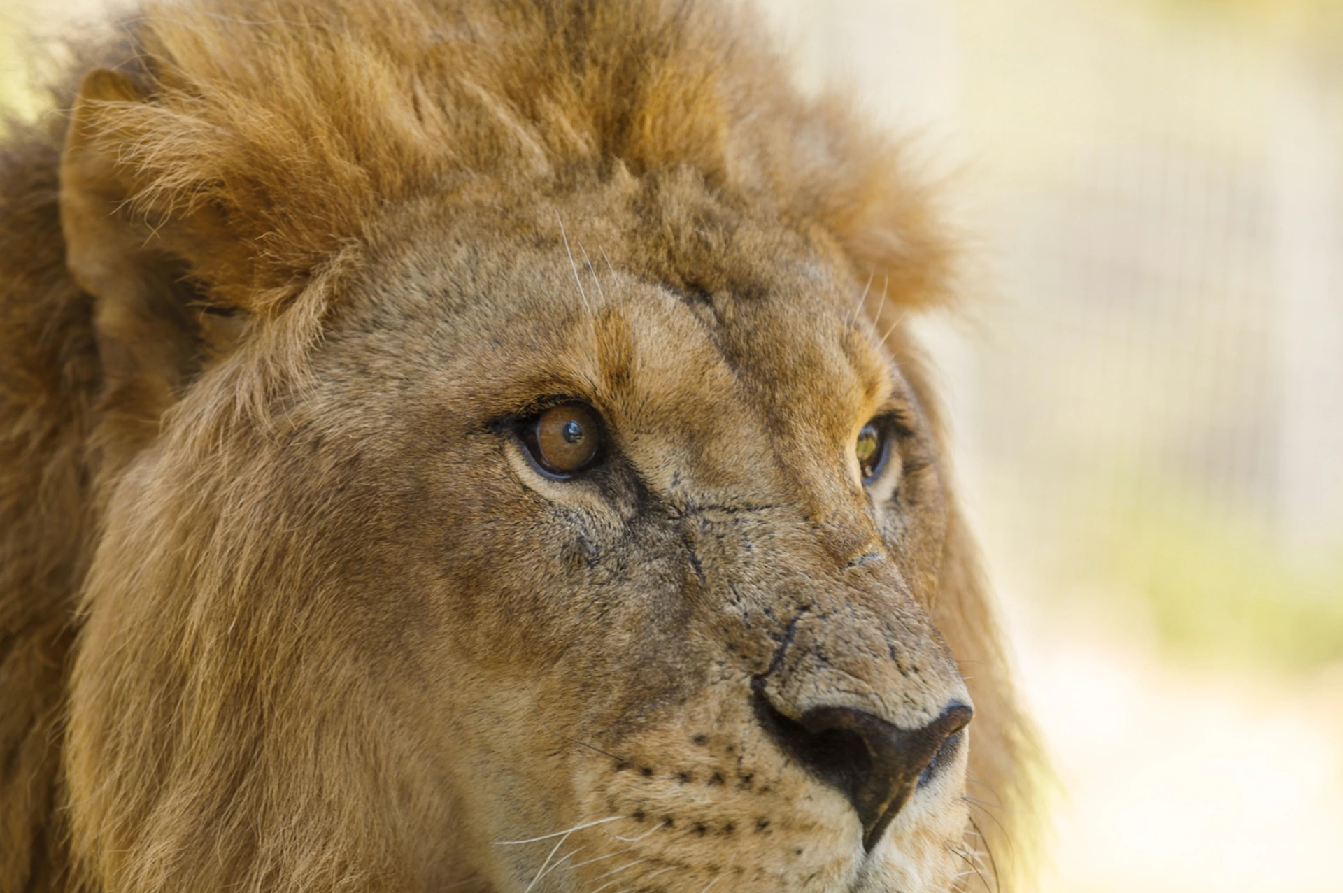 Close-up of a lion's face, focusing on its eye, mane, and part of its nose, with a blurred background.