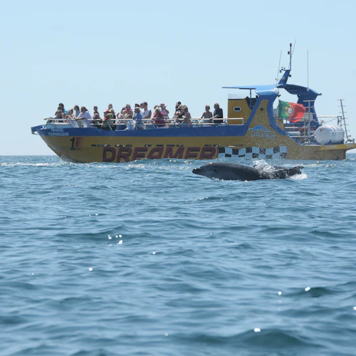Benagil e Observação de Golfinhos: Passeio de Jet Boat a partir de Albufeira - Photo 6