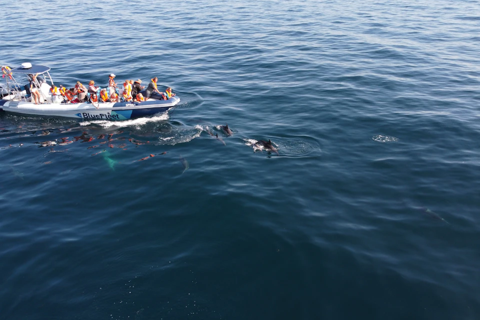 Dolphin in their natural habitat