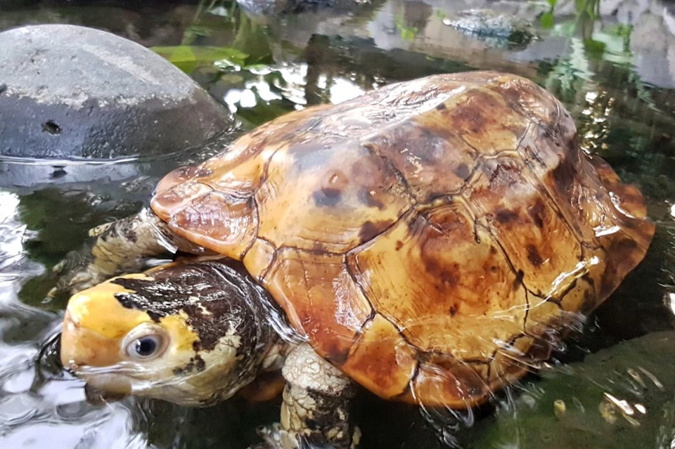 Bali Reptile Park