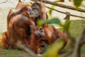 Sydostasien, Borneo-orangutang