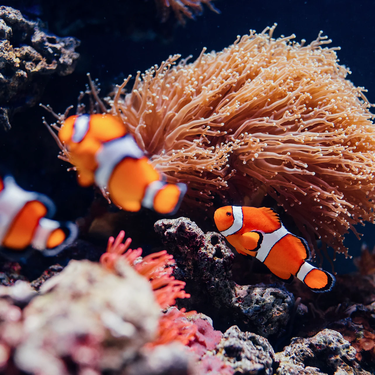 Oceanário de Lisboa: Entry Ticket in Lisbon – Tiqets