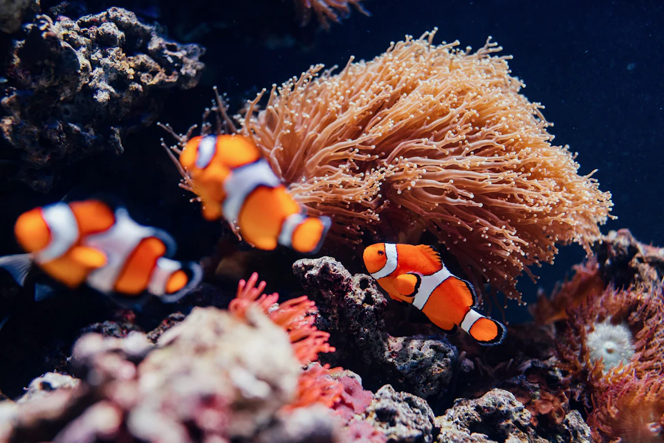 Clownfish