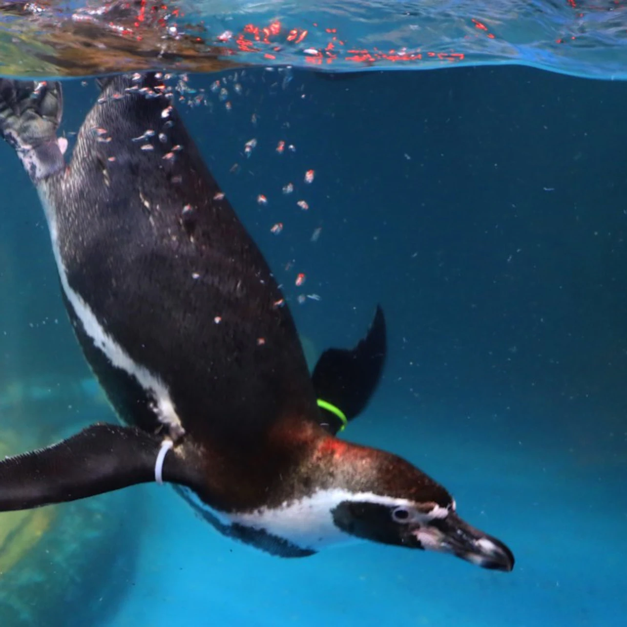 SEA LIFE COEX Seoul Aquarium: Entry Ticket in Seoul β Tiqets