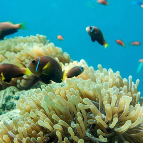 Marsa Alam: Cruzeiro ao pôr do sol em Nefertari + mergulho com snorkel + almoço - Photo 4