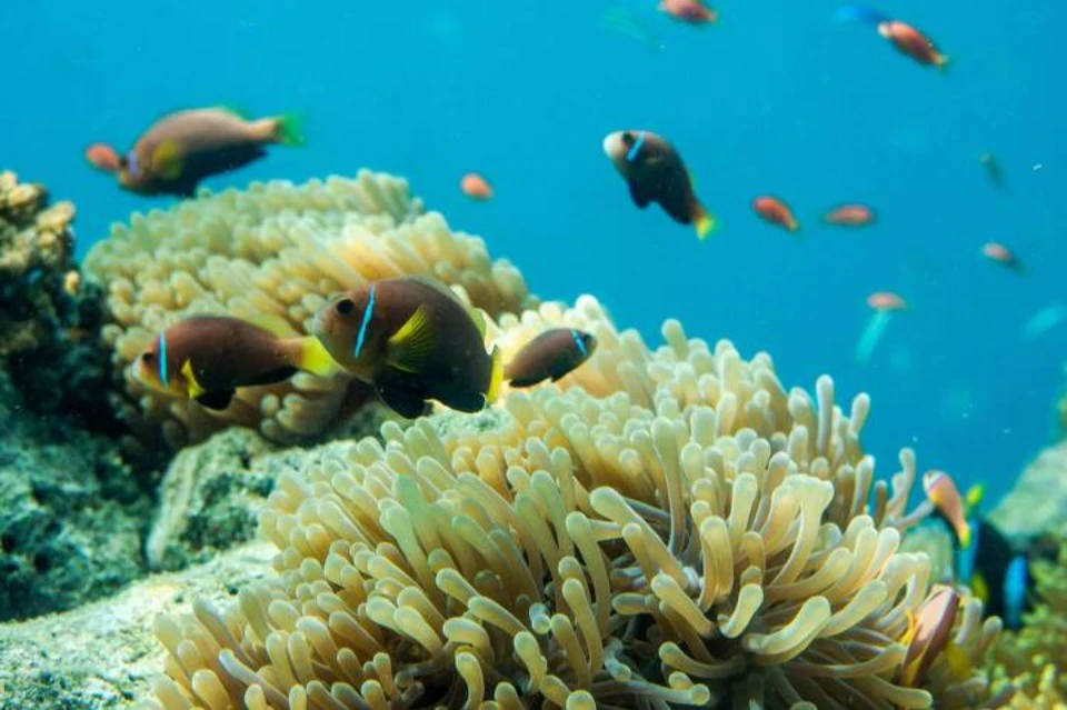 nemo-marsa-alam