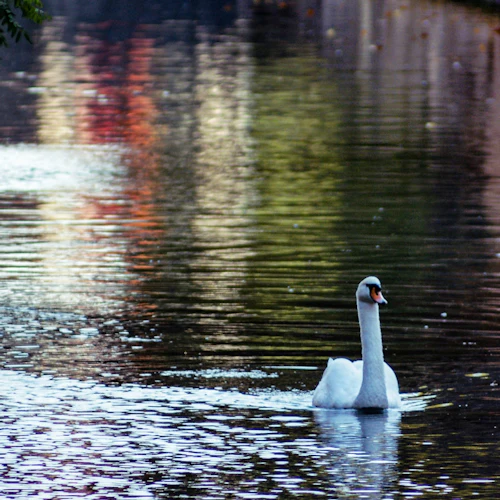Bruges e Ghent: Viagem de um dia com guia histórico saindo de Bruxelas - Photo 12