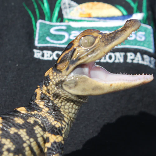 Fort Lauderdale: Pacote de aventura nos Everglades da Flórida - Photo 2
