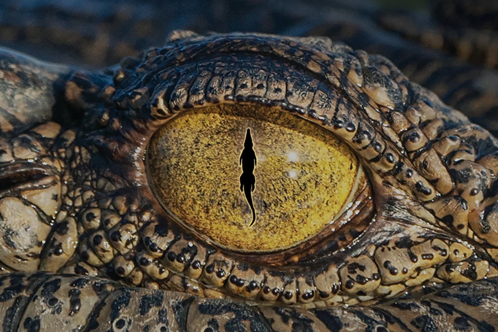 Queensland Museum Kurilpa: Croc! Lost Giants to Living Legends Exhibition Entry