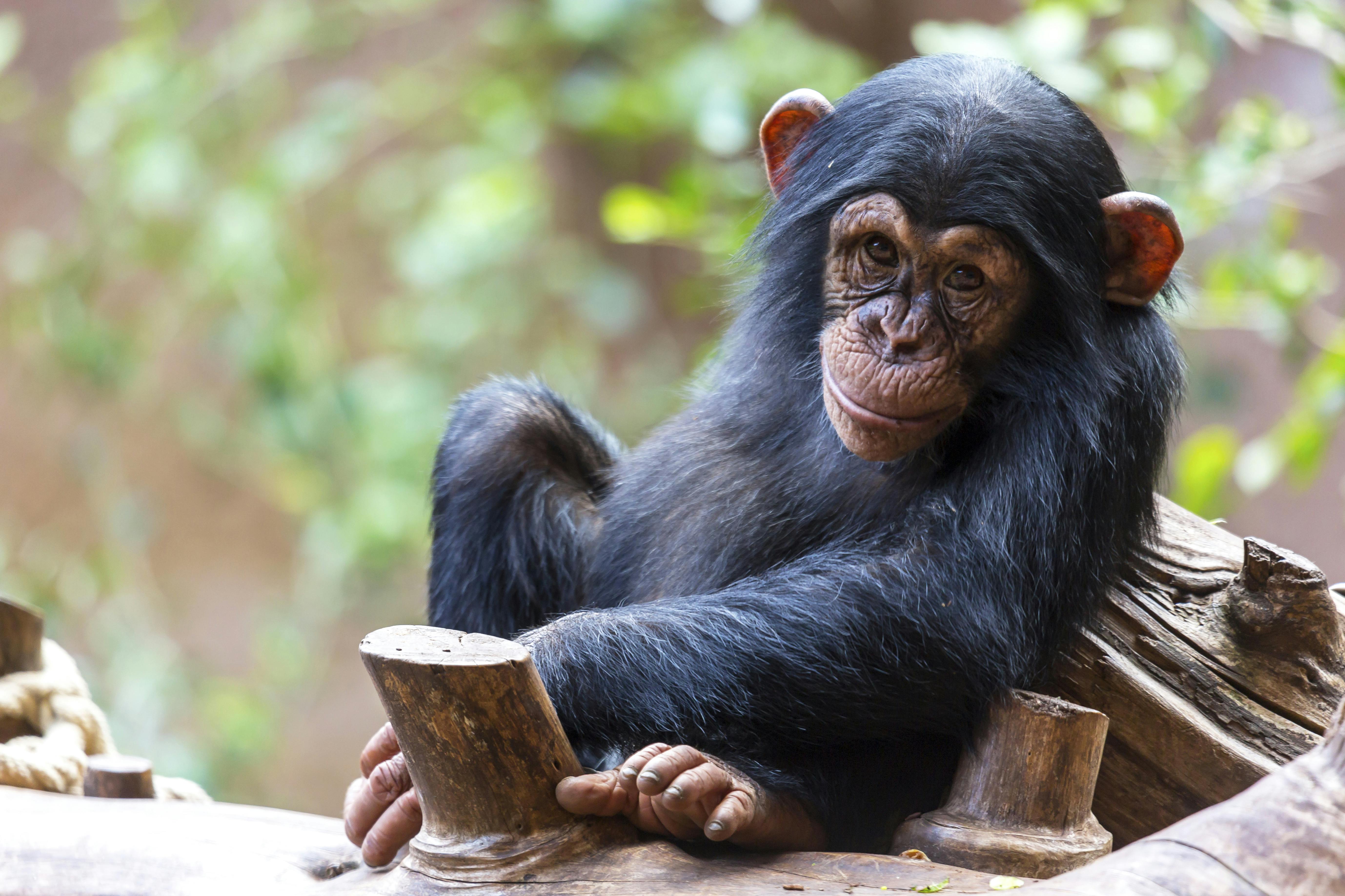 어린 침팬지가 나무 그루터기에 앉아 흐릿한 녹색 배경으로 카메라를 바라보고 있습니다.