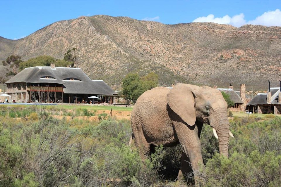 Elephant