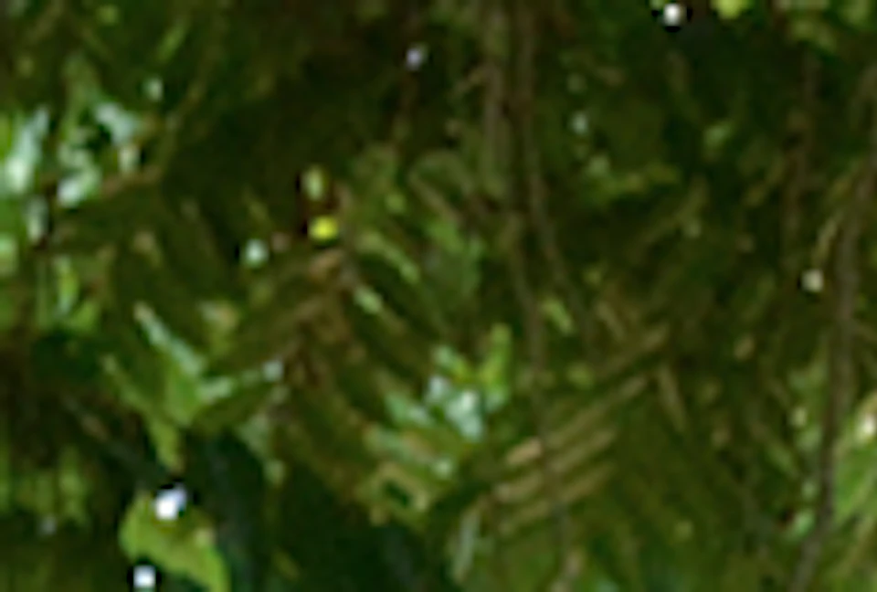 Two people in helmets riding red ATVs on a dirt path, surrounded by lush green trees.