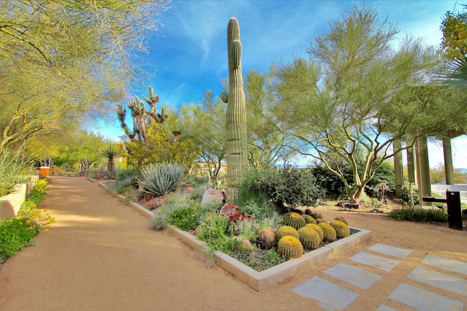Desert garden with various cacti and succulents, featuring a tall saguaro cactus, bordered by trees under a clear blue sky.