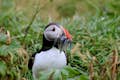 Puffin with sand-eels in their beak.