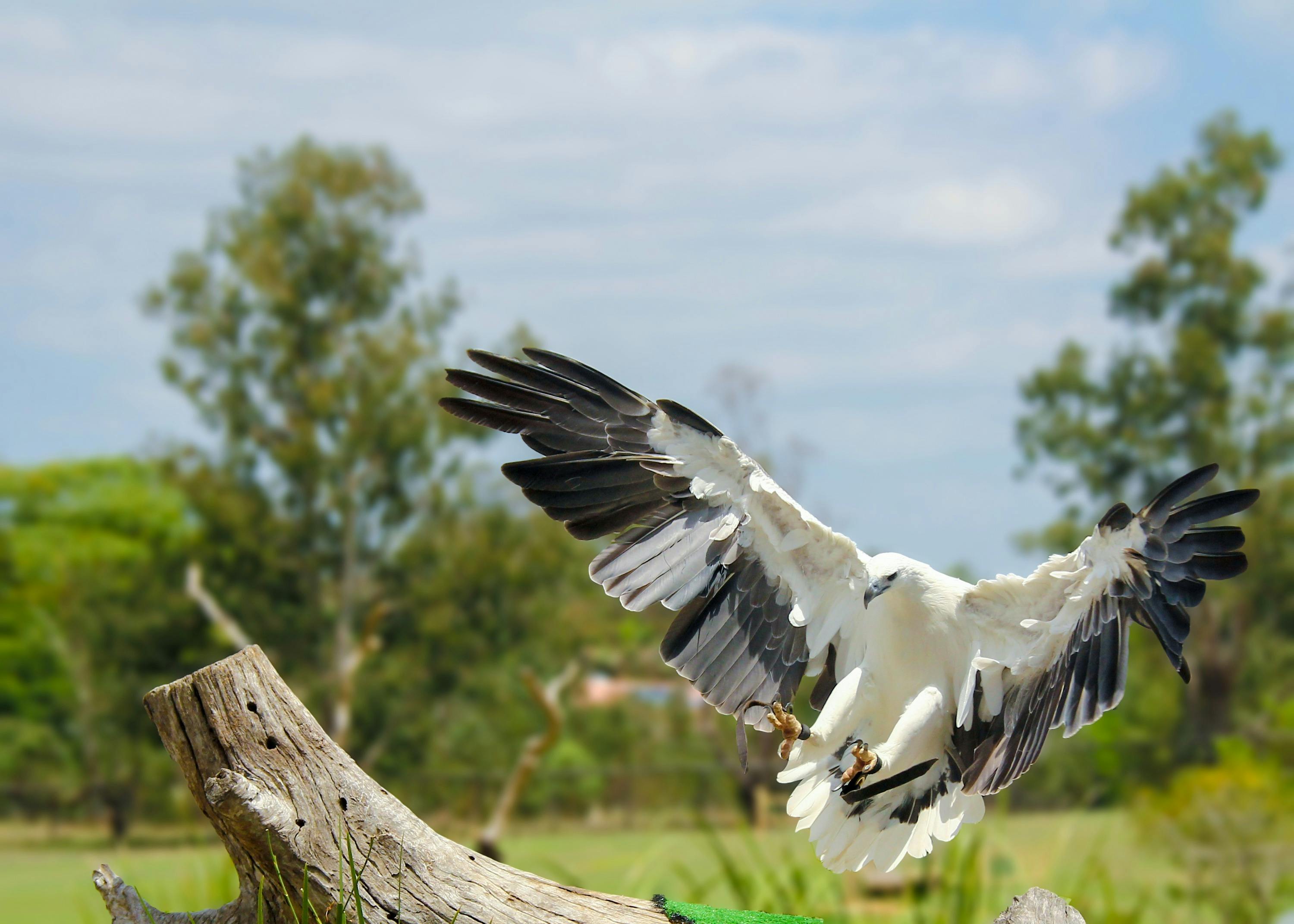 Lone Pine Koala Sanctuary: Entry Ticket - Photo 7
