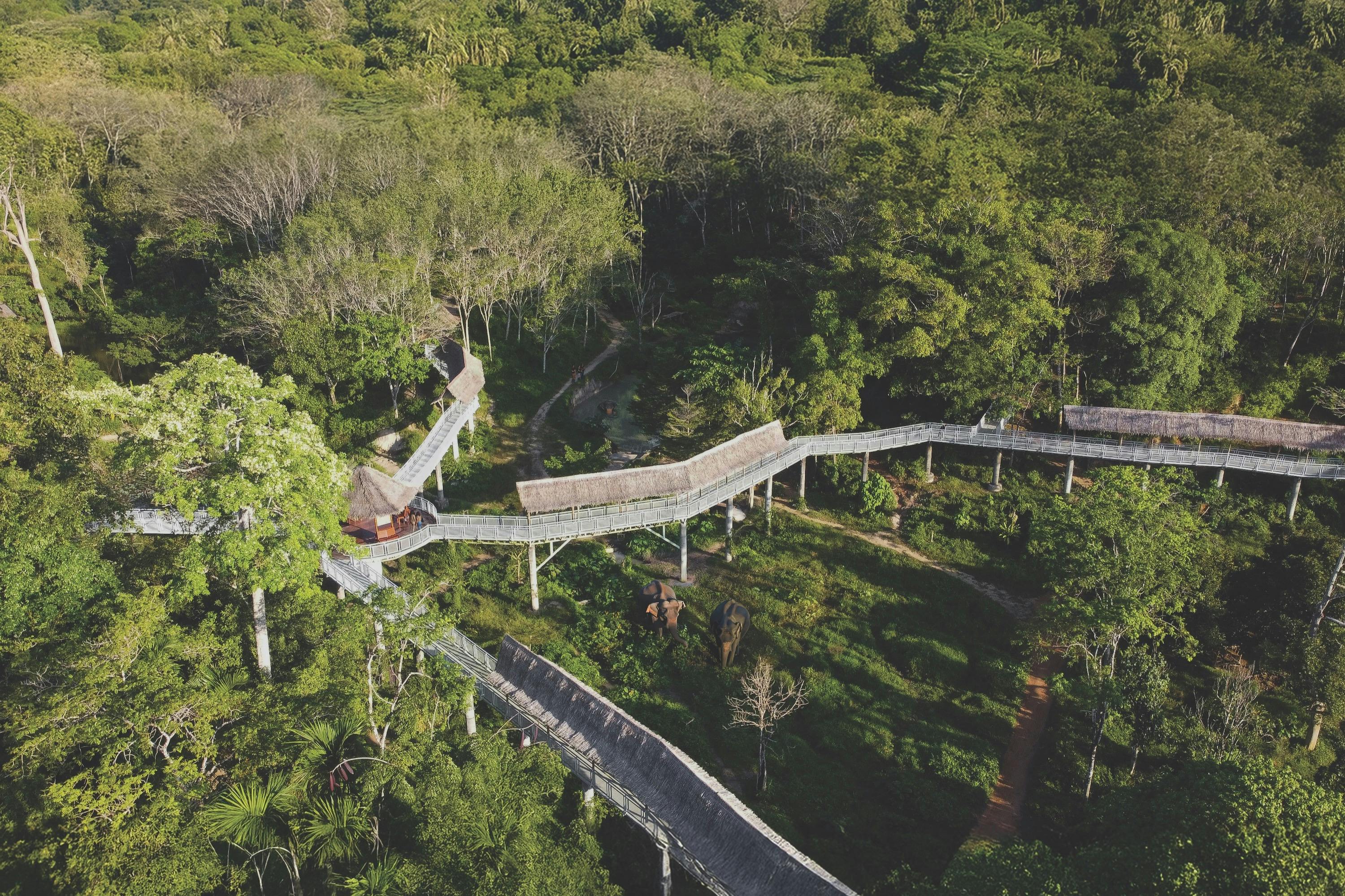 Μια εναέρια άποψη ενός διαδρόμου με θόλο δέντρου σε ένα πυκνό δάσος, με ένα μονοπάτι ζιγκ-ζαγκ και μια δομή με αχυρένια στέγη.