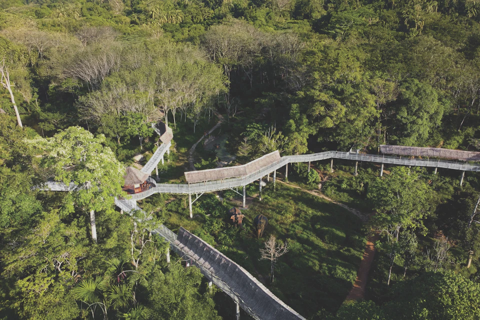 An aerial view of a tree canopy walkway in a dense forest, with a zigzagging path and a thatched-roof structure.