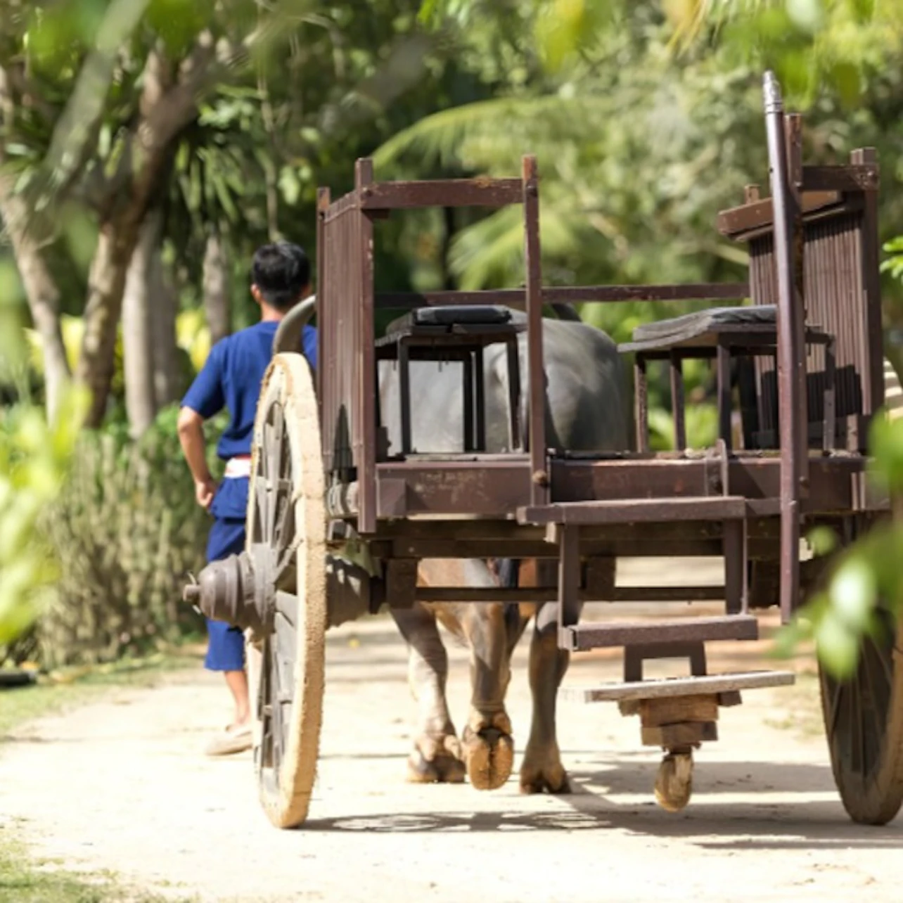 Start your journey by meeting buffaloes, which played a central role in Thai agriculture.