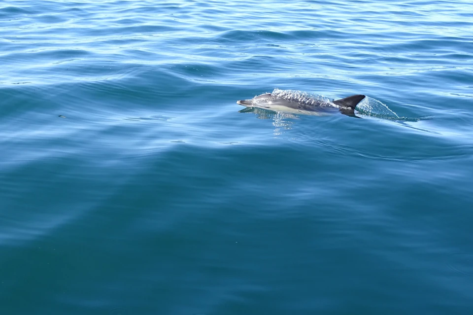 A dolphin swimming near the surface of calm blue ocean water, with its dorsal fin and part of its body visible.
