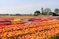 L'esperienza dei tulipani ad Amsterdam