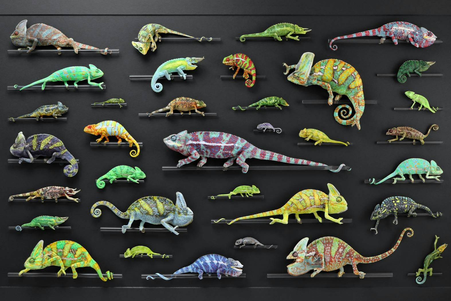 Exquisite Creatures Exhibit: Entry Ticket - Photo 8