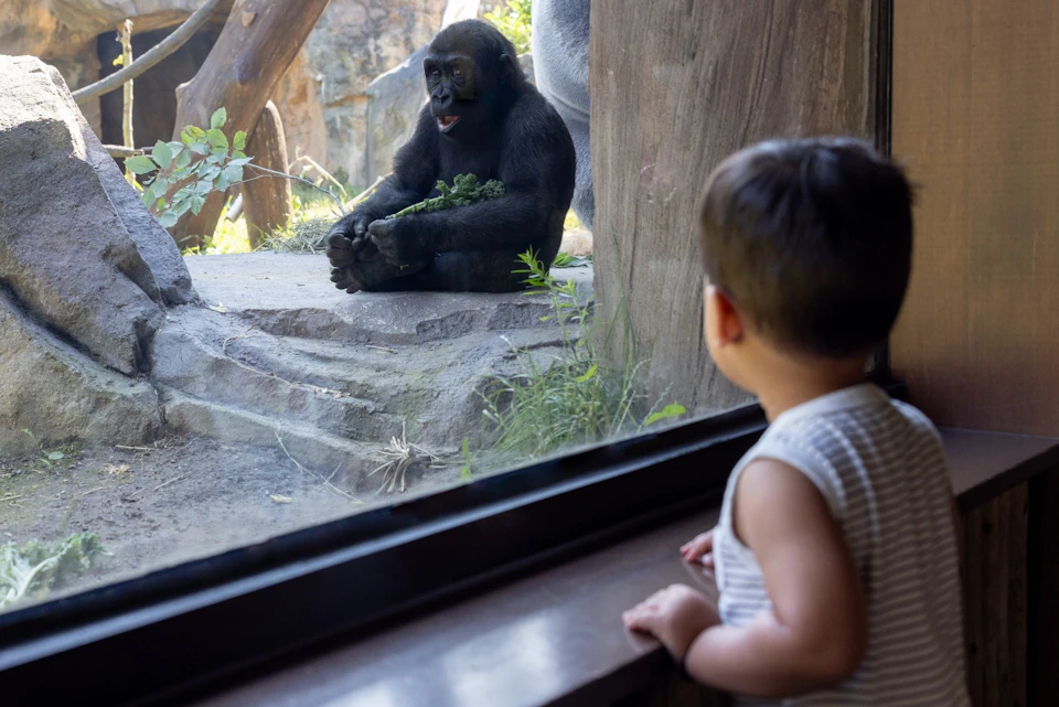 Child watches a gorilla sitting behind a glass enclosure at a zoo, with greenery and rocks inside the enclosure.