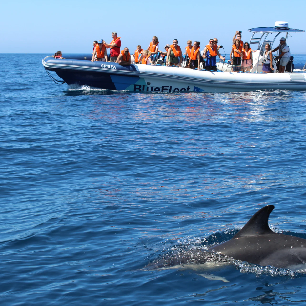 Dolphin Watching Tour from Lagos